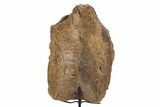 Fossil Hadrosaur Vertebra Centrum w/ Metal Stand - South Dakota #335512-3